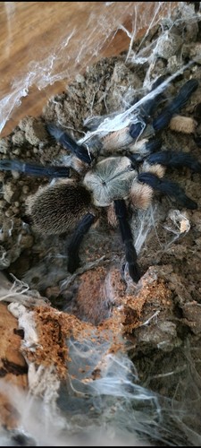 Monocentropus balfouri live - balfouri,