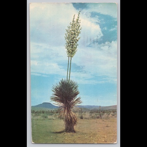 Postcard yucca plant - yucca,