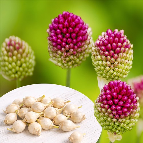 Allium drumstick - allium,