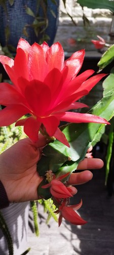 Red orange epiphyllum - 2,