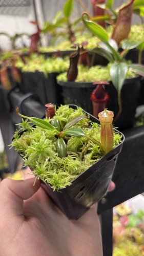 Nepenthes edwardsiana - nepenthes,