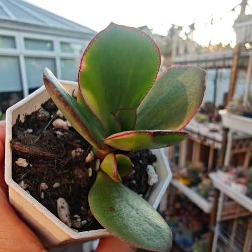 Variegated tri color - variegated, crassula