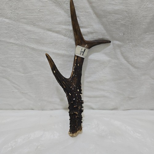 Deer roe antler thumbstick - antler, ,thumbstick/