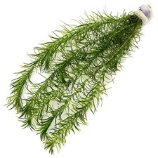 Egeria Najas - Bunches Elodea Oxygenating Pond Water Aquarium Live Plants K2AQUA