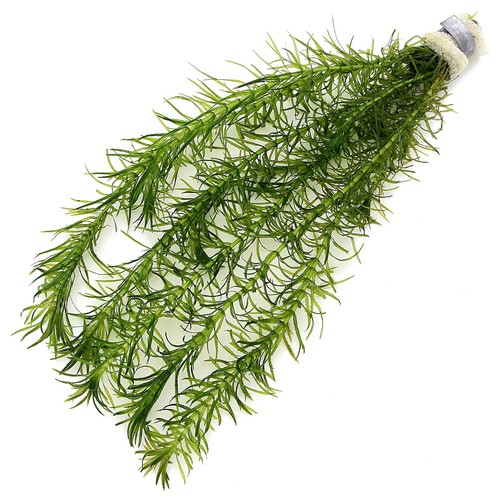 Egeria najas bunches - -, elodea