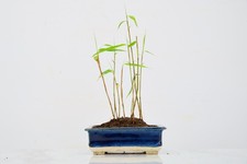 'Kusamono'  Accent Plant -