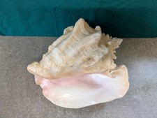 Large Queen Conch Sea Shell 9"