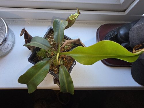 Nepenthes pitcher plant - pitcher,