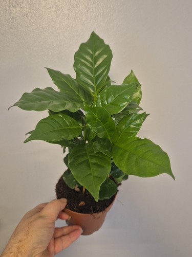 Coffee arabica plant 12cm pot - arabica,