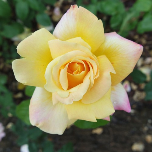 Garden roses plants bare - roses, (bare