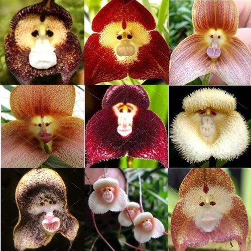 Rare monkey face orchid - rare,