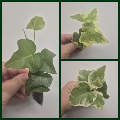 Hedera helix bundle - x,