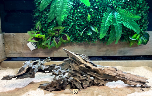 Dragon wood natural - wood, aquarium