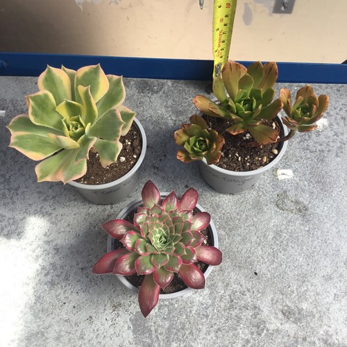 Different aeoniums - x,