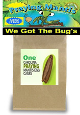 1 Carolin Praying Mantis Kit 1