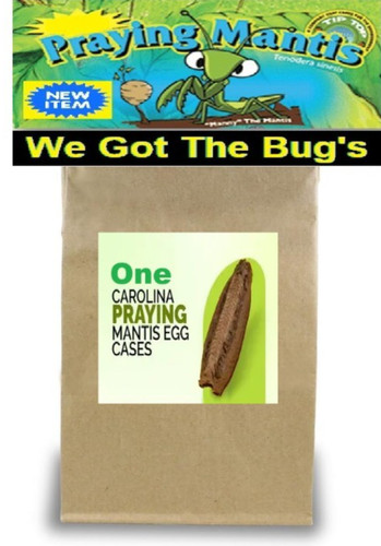 Carolin praying mantis kit 1 - mantis,
