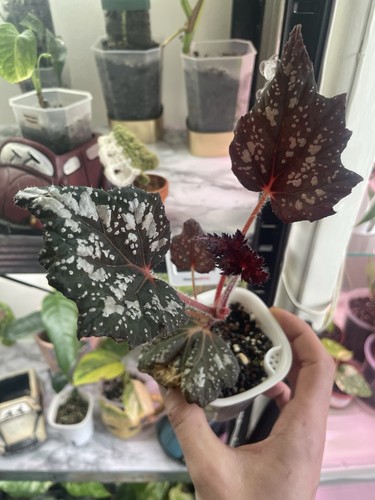 Begonia rex - begonia,