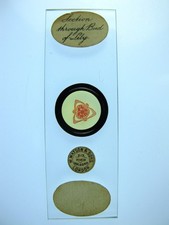 Antique microscope slide by Watson.  "Section through bud of Lily".