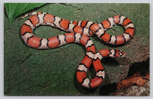 Colorful red milk - colorful,