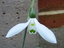Galanthus Elwesii Frinton Advent – Flowering bulbs with offset