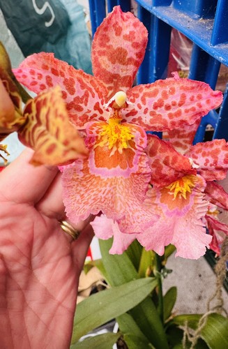 Rare oncidium hybrid - oncidium,