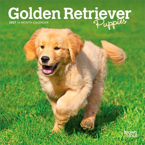 Golden retriever puppies - golden,