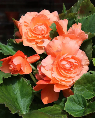 Salmon double begonia - double, 3,5