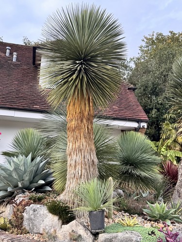 Yucca linearifolia - linearifolia, (linearis)