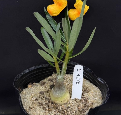 Live house plant - plant, adenium