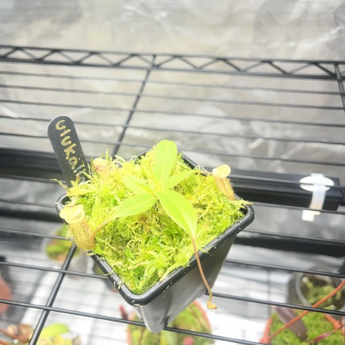 Nepenthes ulukaliana seed - nepenthes,