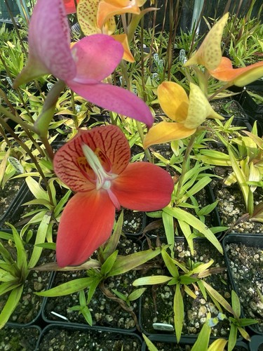 Disa orchid plant - orchid,, 20