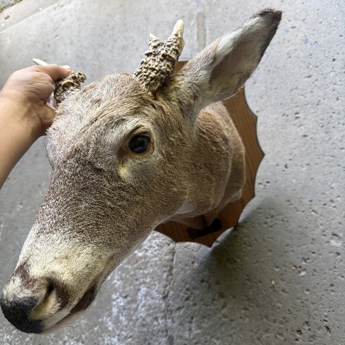 Taxidermy deer mount unique - taxidermy,