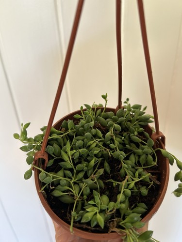 String pearls plant - string,