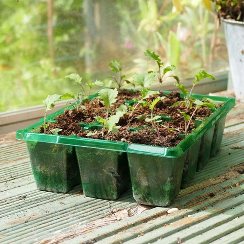 Gro sure visiroot cell plug - ,