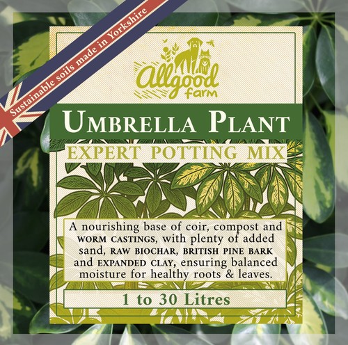 Umbrella plant premium soil - umbrella,