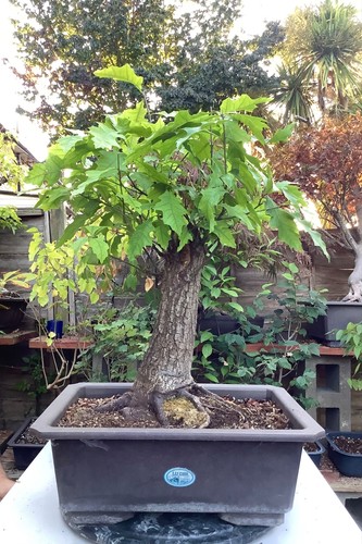 Impressive mature pin - mature, oak