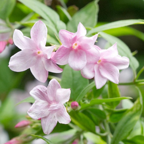 Jasminum stephanense - jasminum,