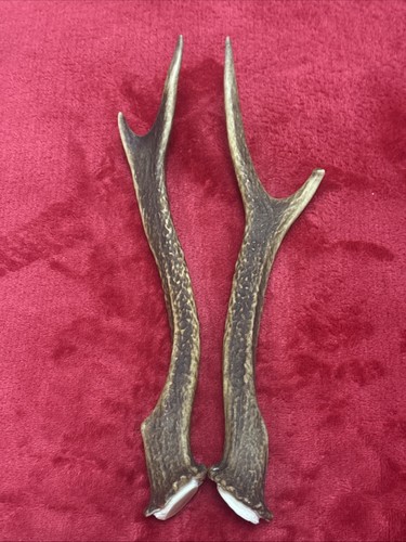 Pair sika deer antlers - of,