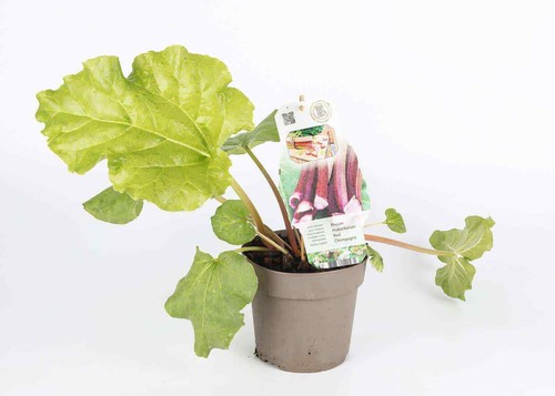 Selection fruit trees - fruit,
