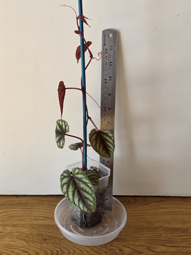 Cissus discolor rex begonia - (rex,