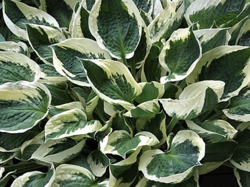 Hosta patriot plants sent - hosta,