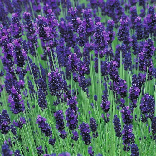 Pack english lavender - pack,