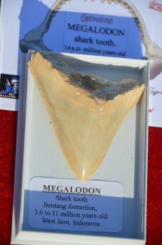 Wow genuine megalodon - wow,, shark