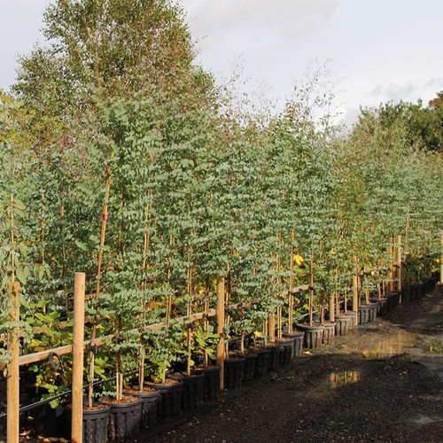 Eucalyptus gunnii cider gum - eucalyptus,