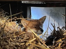 Willow Wands Cuttings