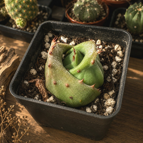 Rare collector succulent bare - rare,