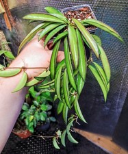 Hoya Wayetii Full Potted Plant 