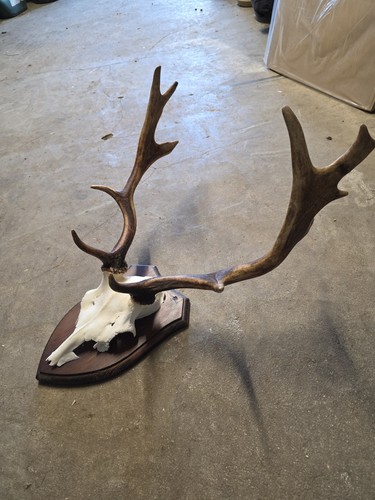 Taxidermy fallow deer - taxidermy,