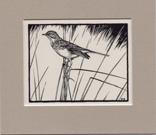 Peter Scott  ~ Meadow - Pipit  ~ Black and White print ~ Original 1936