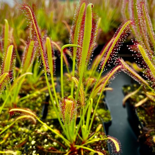 Carnivorous drosera capensis - carnivorous,